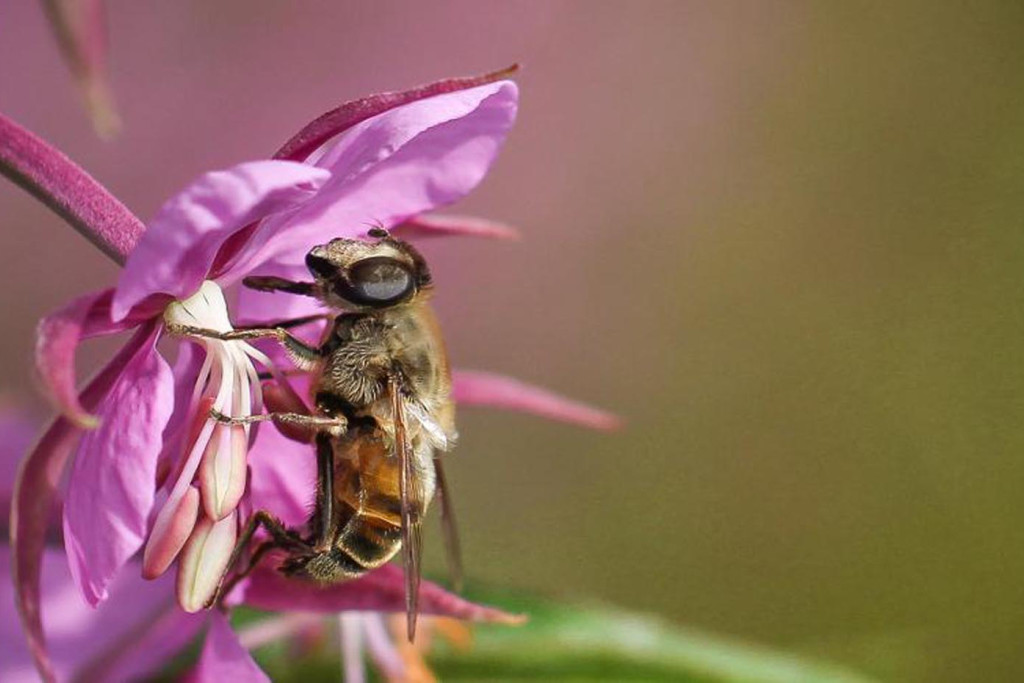 Catcing Insects 10 Ways to Catch Insects | Hakai Institute