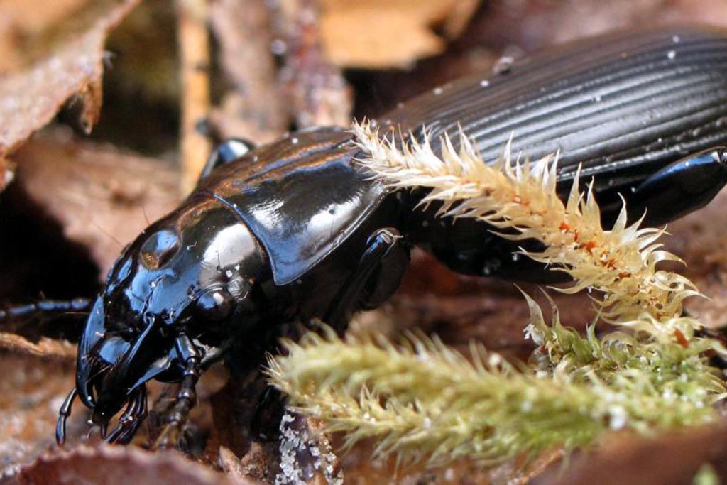 Laahi Insect Islands Full of Insects | Hakai Institute