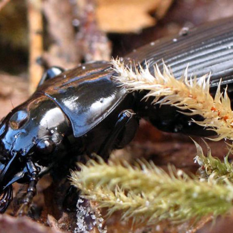 Polynesia Insects Islands Full of Insects | Hakai Institute