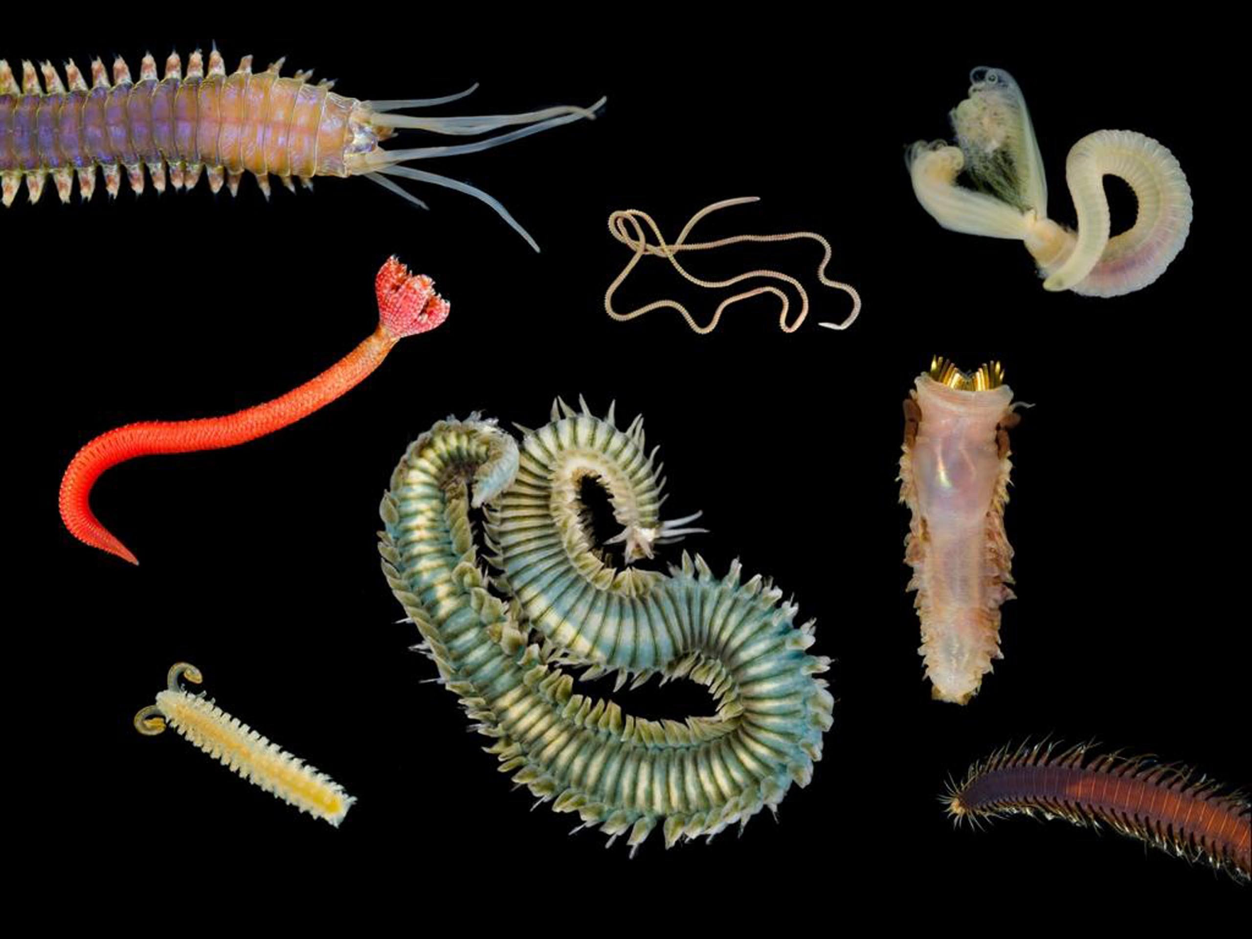 Polychaete Rostrum Long Ones, Short Ones, Itsy, Bitsy Polychaete Worms | Hakai Institute