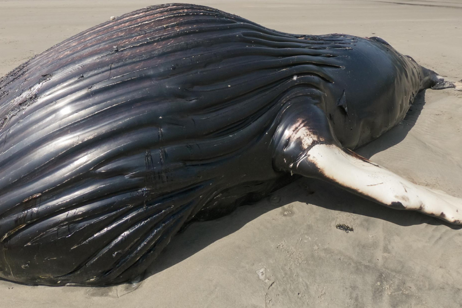 Botnes Whale Bones | Hakai Institute