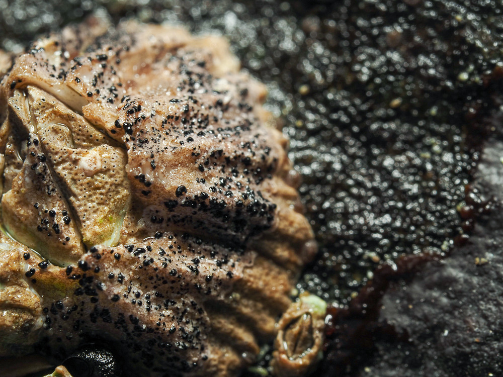 Razor Sharp Barnacles “Species of the Day” Keeps Biologists at Play | Hakai Institute