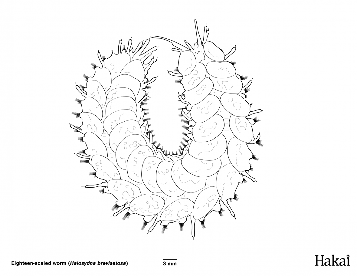18-scaled worm colouring page