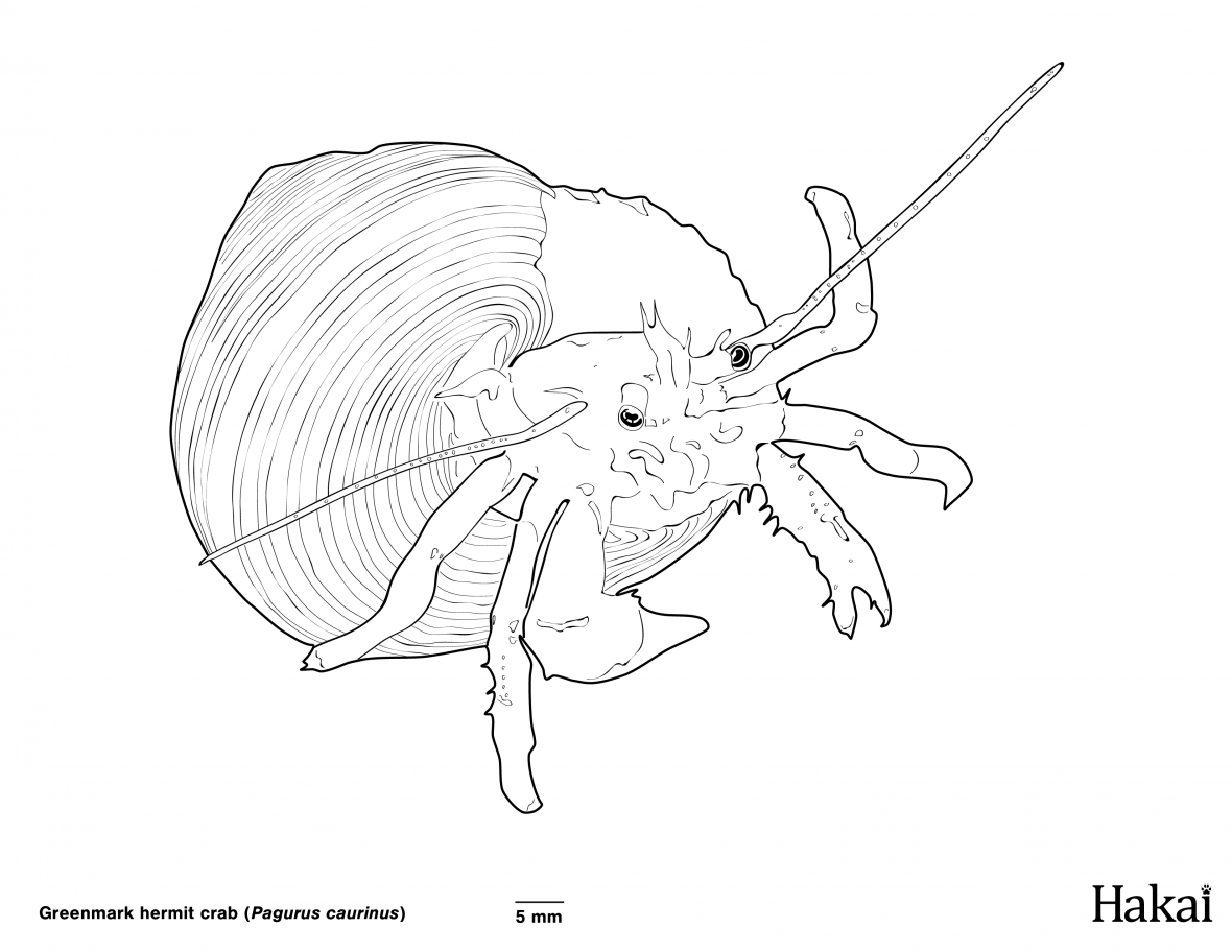 hermit crab colouring page