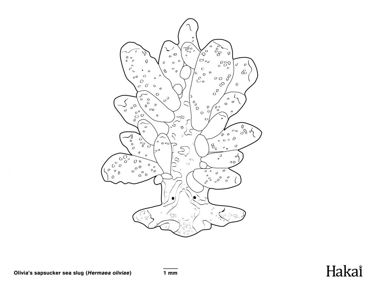 hermaea sapsucker colouring page
