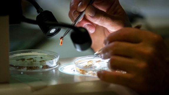 Tiny invertebrates are separated out from BioBlitz samples for further identification, genetic analysis, and photographing by Hakai staff and other taxonomic experts. Photo by Grant Callegari