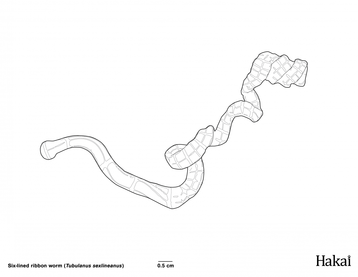 ribbon worm colouring page