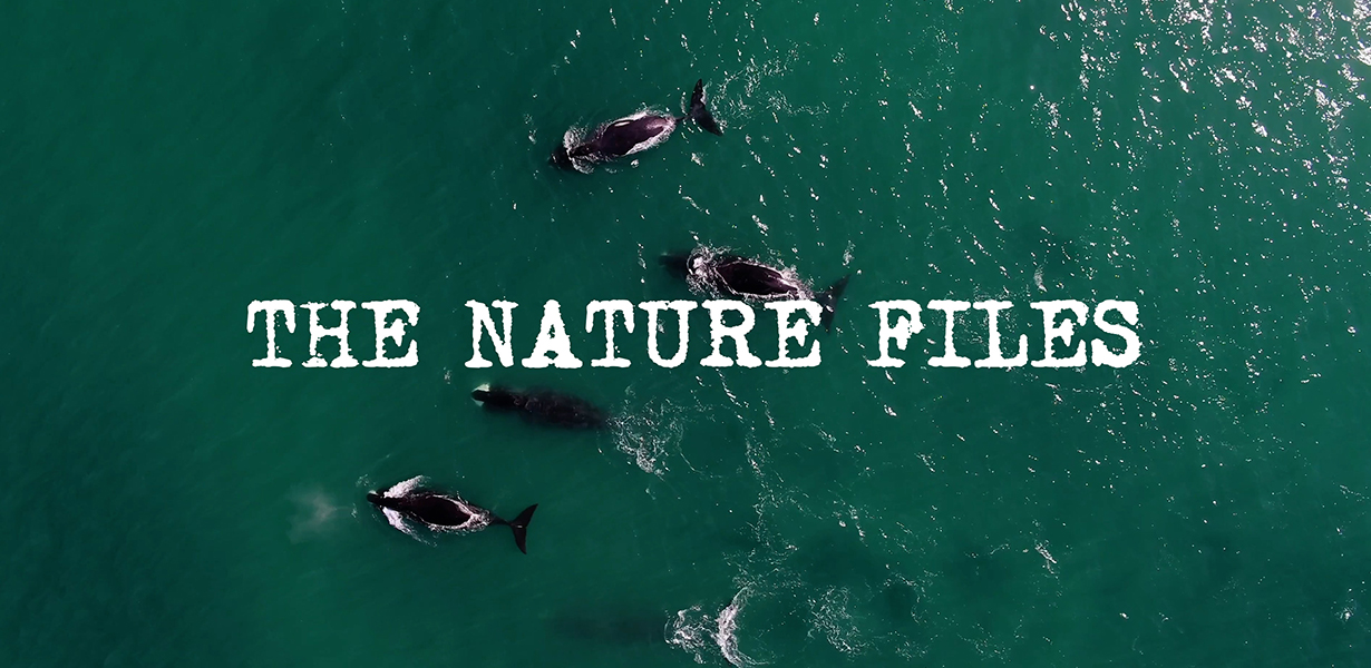 The Nature Files | Hakai Institute